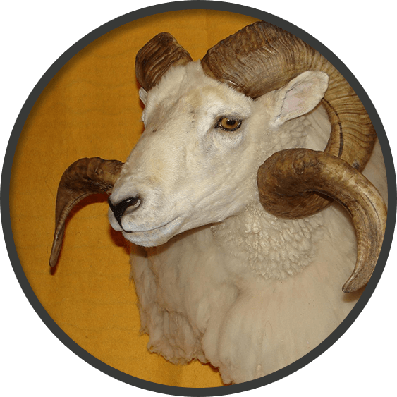 Game head mount of a male mount goat