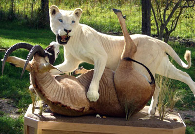 Life Size mount of a female white lion wrestling an antelope