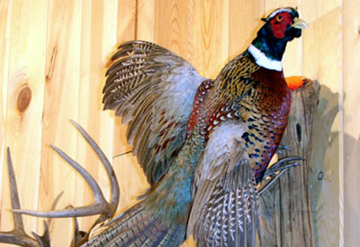 Bird mount of a male pheasant