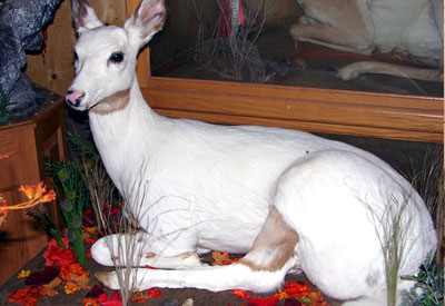 Life size mount of an albino white tail fawn