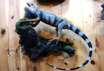 Taxidermy mount of a large iguana