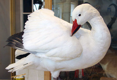 Water Fowl mount of a White Swan