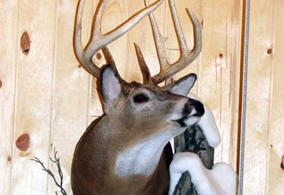 White Tail deer mount