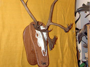 Antler Mount - Great Bear Taxidermy