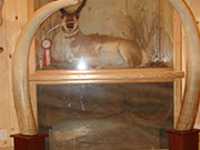 Taxidermy Mounts in Custom Cabinets - Great Bear Taxidermy