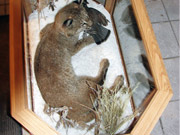 Taxidermy Mounts in Custom Cabinets - Great Bear Taxidermy