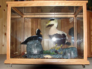 Taxidermy Mounts in Custom Cabinets - Great Bear Taxidermy