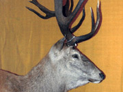 Exotic Animal Mount - Great Bear Taxidermy