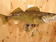 Taxidermy Fish Reproduction - Great Bear Taxidermy