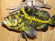 Taxidermy Fish Reproduction - Great Bear Taxidermy