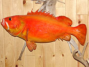 Taxidermy Fish Reproduction - Great Bear Taxidermy