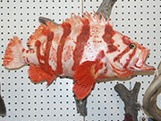 Taxidermy Fish Reproduction - Great Bear Taxidermy