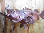 Taxidermy Fish Reproduction - Great Bear Taxidermy