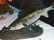 Taxidermy Fish Reproduction - Great Bear Taxidermy