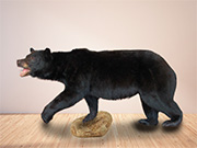 Life Size Mount - Great Bear Taxidermy