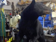 Life Size Mount - Great Bear Taxidermy