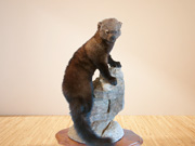 Life Size Mount - Great Bear Taxidermy