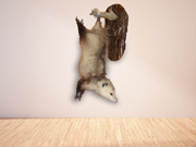 Life Size Mount - Great Bear Taxidermy