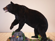 Life Size Mount - Great Bear Taxidermy