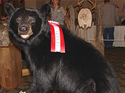 Life Size Mount - Great Bear Taxidermy