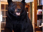 Life Size Mount - Great Bear Taxidermy