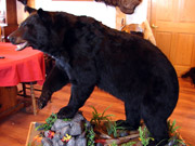 Life Size Mount - Great Bear Taxidermy