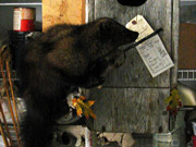 Life Size Mount - Great Bear Taxidermy