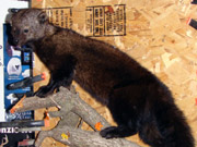 Life Size Mount - Great Bear Taxidermy