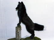 Life Size Mount - Great Bear Taxidermy