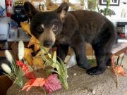 Life Size Mount - Great Bear Taxidermy