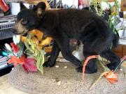 Life Size Mount - Great Bear Taxidermy