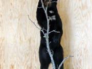 Life Size Mount - Great Bear Taxidermy