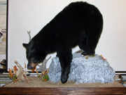 Life Size Mount - Great Bear Taxidermy