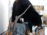 Life Size Mount - Great Bear Taxidermy