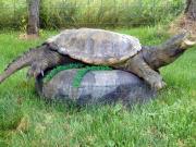 Reptile Mount - Great Bear Taxidermy