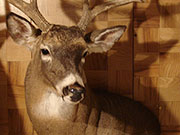 White Tail Deer Mount - Great Bear Taxidermy