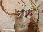 White Tail Deer Mount - Great Bear Taxidermy