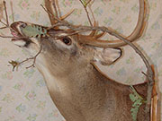 White Tail Deer Mount - Great Bear Taxidermy