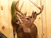 White Tail Deer Mount - Great Bear Taxidermy