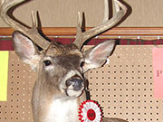 White Tail Deer Mount - Great Bear Taxidermy