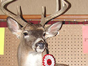 White Tail Deer Mount - Great Bear Taxidermy