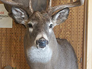 White Tail Deer Mount - Great Bear Taxidermy