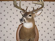 White Tail Deer Mount - Great Bear Taxidermy