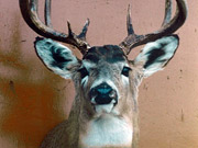 White Tail Deer Mount - Great Bear Taxidermy