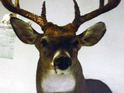 White Tail Deer Mount - Great Bear Taxidermy