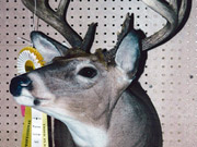 White Tail Deer Mount - Great Bear Taxidermy