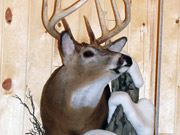 White Tail Deer Mount - Great Bear Taxidermy