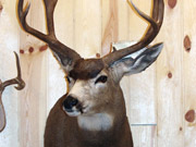 White Tail Deer Mount - Great Bear Taxidermy