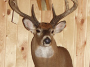 White Tail Deer Mount - Great Bear Taxidermy