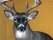 White Tail Deer Mount - Great Bear Taxidermy